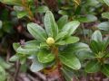 Rhododendron ferrugineum